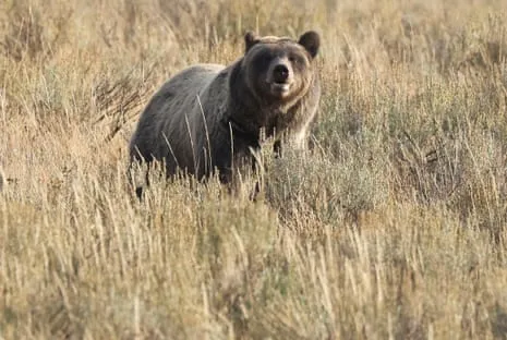 Backpacker Assaulted by Wild Animal in Yellowstone Transported to Trauma Center
