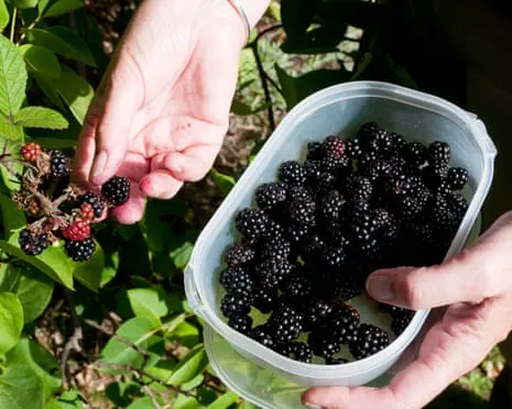 In Search Of: Scrumptious Baked Goods to Make Use Of a Glut of Homemade Jam