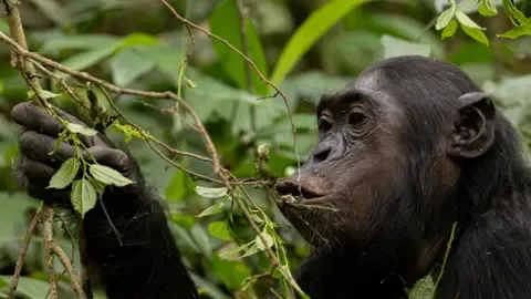 Wild Chimps Ingesting an Amount Equal of One Lager Each Day from Overripe Fruits, Study Shows