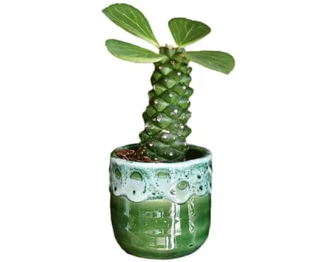 Can This Euphorbia Ever Grow Leaves Back?